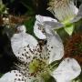 Himalayan Blackberry (Rubus discolor):  An introduced vine/ shrub which is very invasive & has to be regularly disced back to keep it under control.